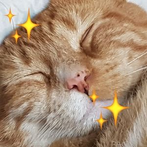 Meet your Posher, Bermanium